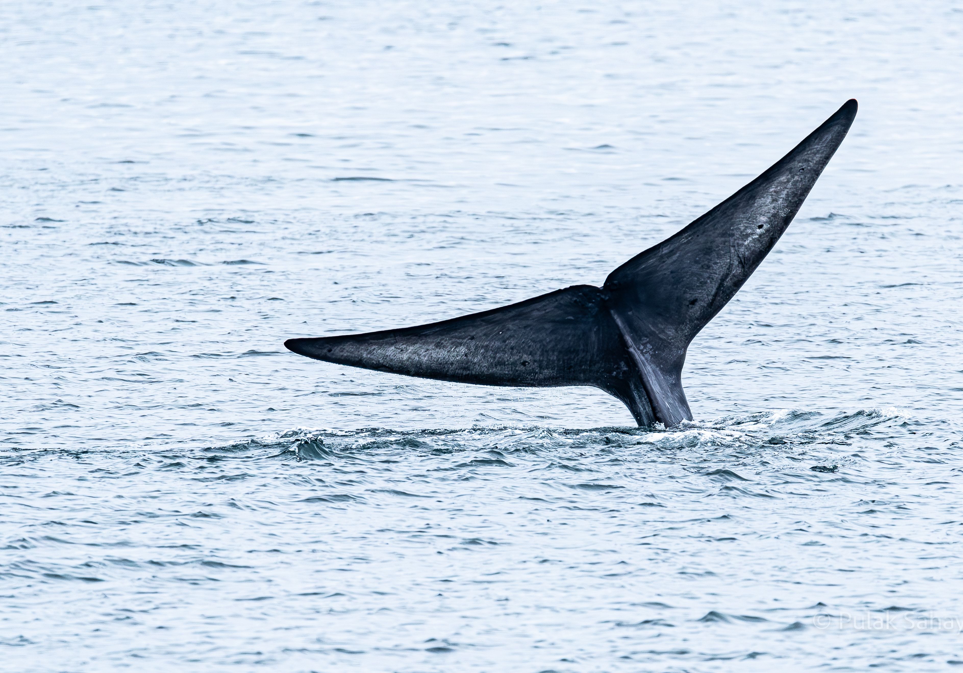 Whale's tail